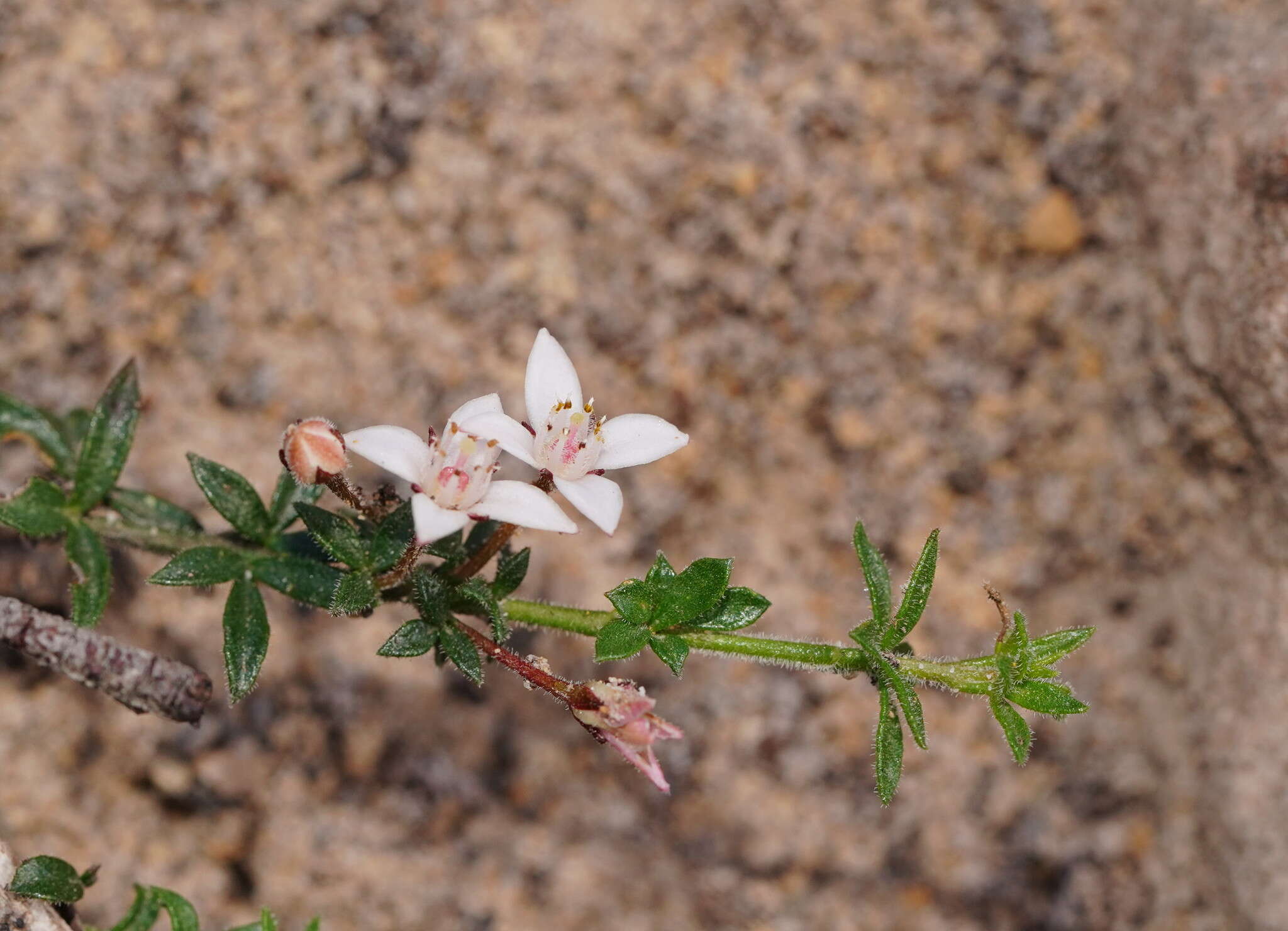 Cyanothamnus nanus var. pubescens的圖片