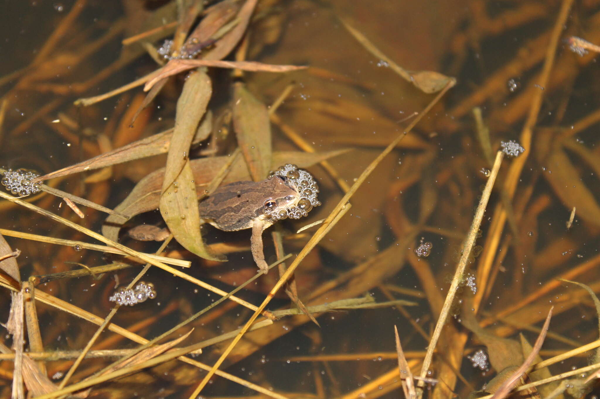 Image of New Jersey Chorus Frog