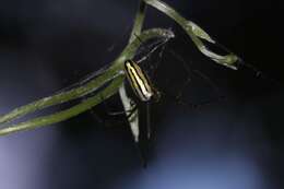 Image of Leucauge blanda (L. Koch 1878)