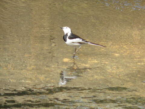 Image of Motacilla alba leucopsis Gould 1838