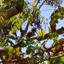 Image of Black-necked Woodpecker