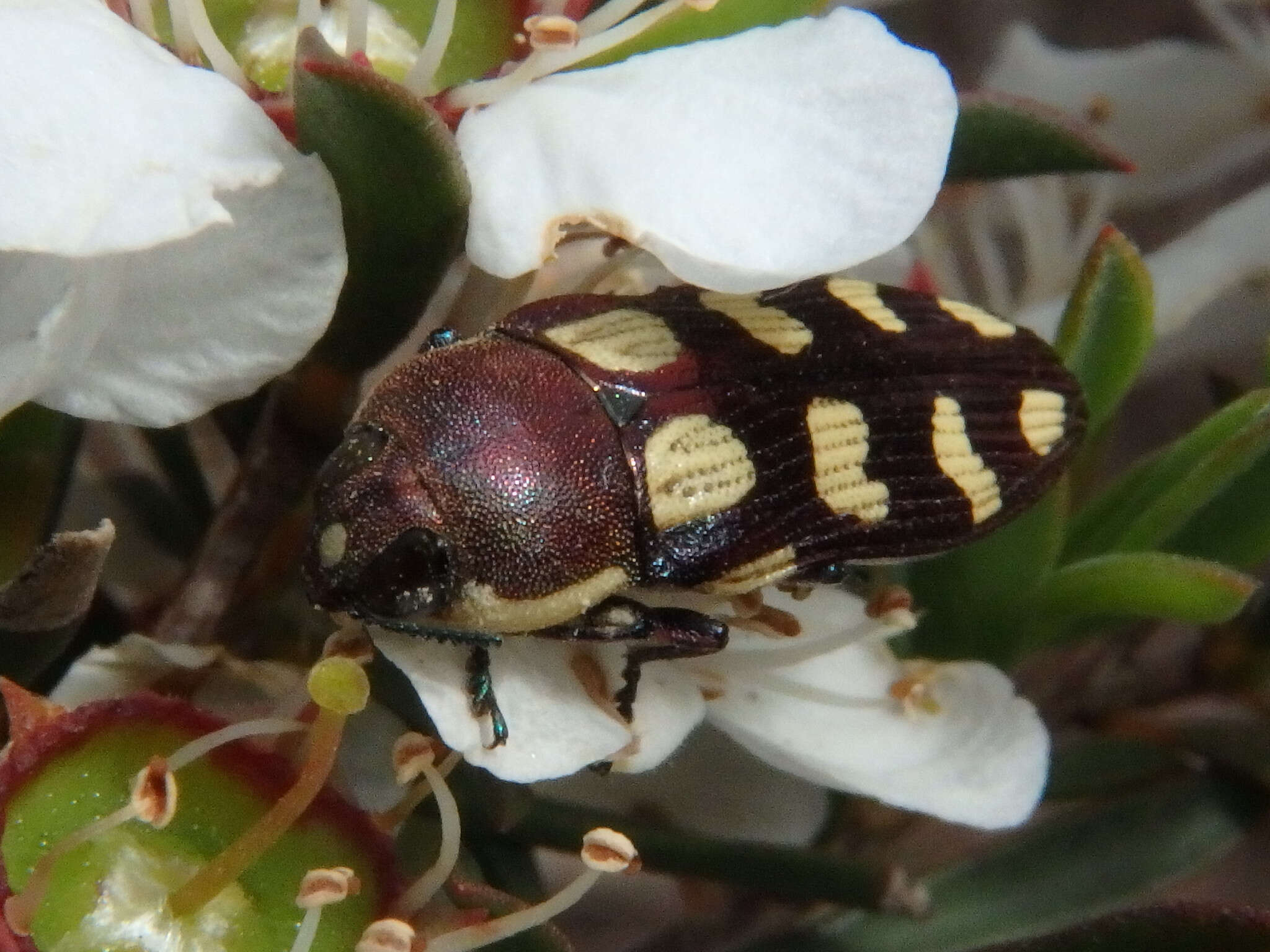 Image of Castiarina decemmaculata (Kirby 1818)