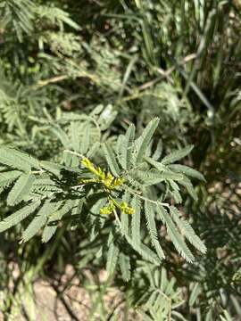 Acacia irrorata Sieber ex Spreng. resmi