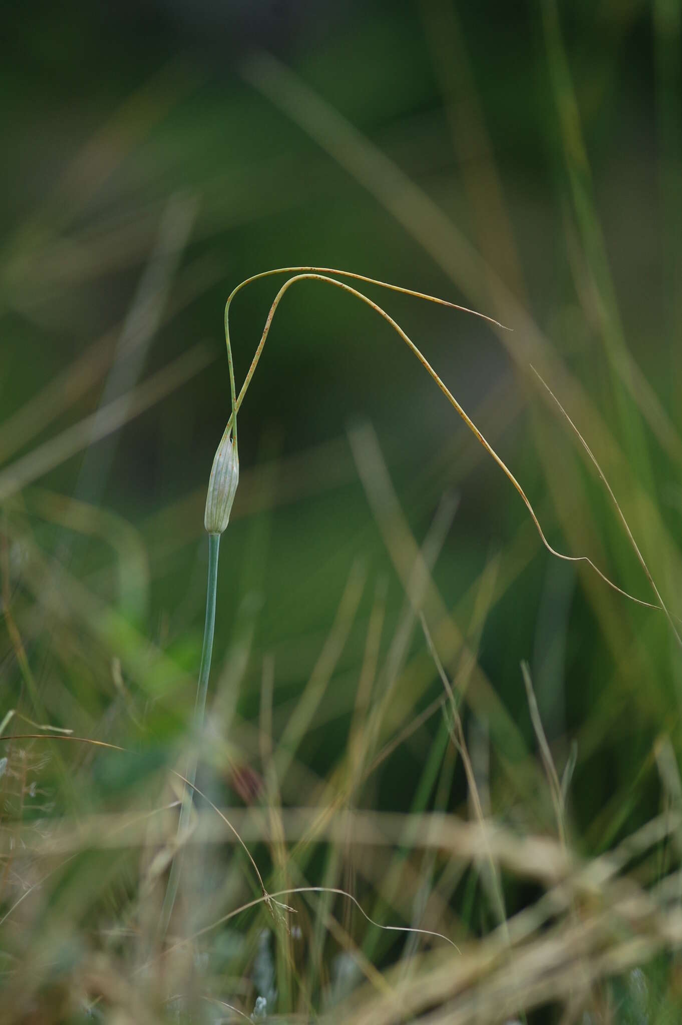 Image of Allium podolicum Blocki ex Racib. & Szafer