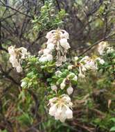 Image de Gaultheria foliolosa Benth.