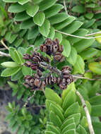 Image of Veronica elliptica G. Forster