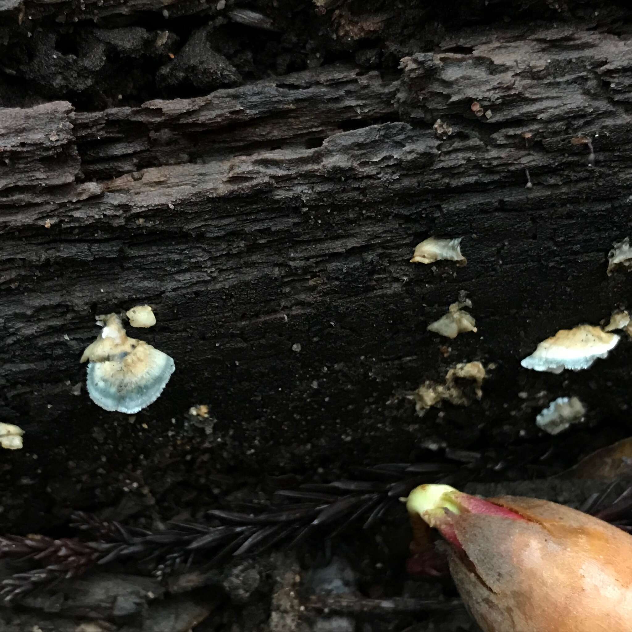 Image de Polypore bleuté