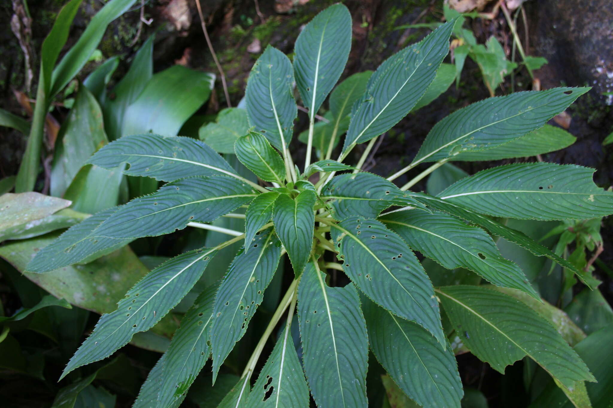 Image of Impatiens kerriae Craib