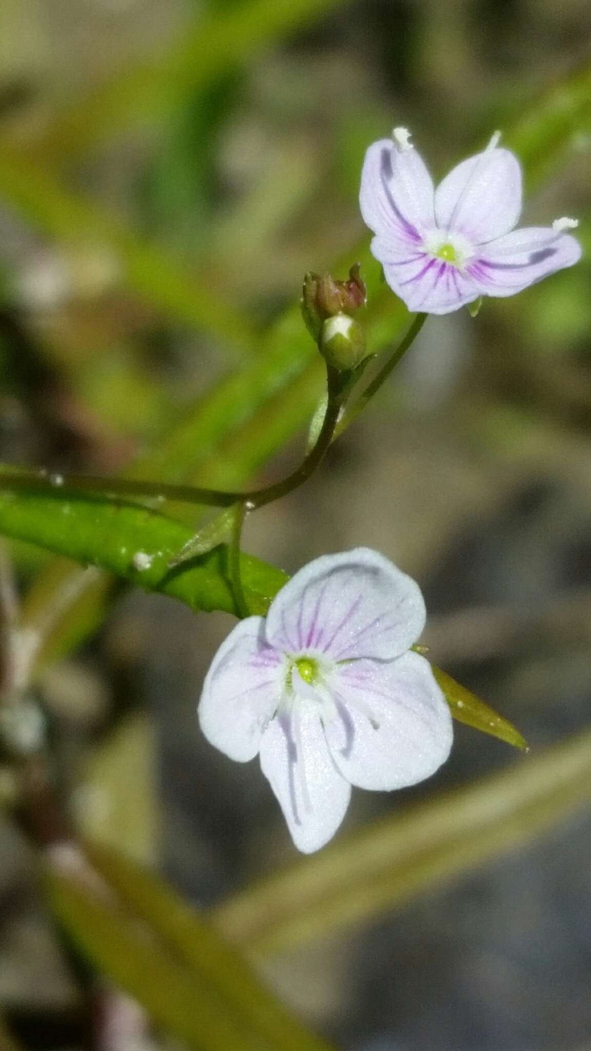 Image of Marsh Speedwell