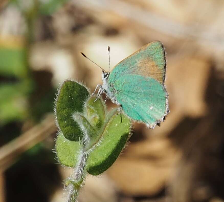 Image of Lotus Hairstreak