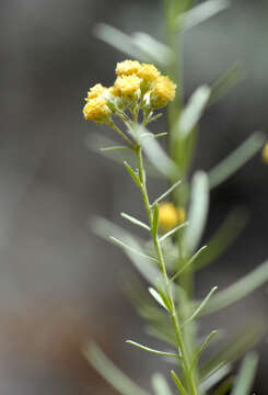 Image of separateleaf chickensage