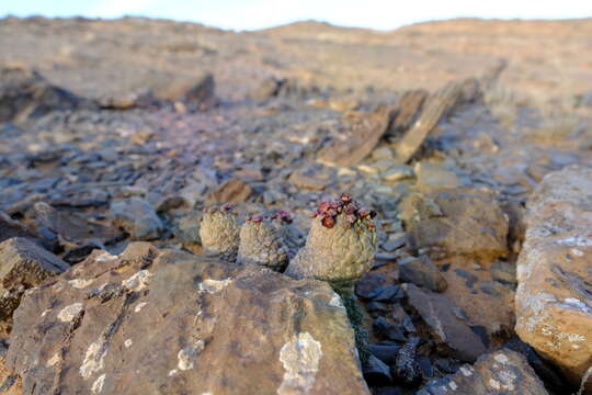 Image de Ceropegia marlothii (N. E. Br.) Bruyns