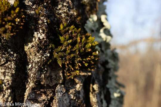 Image of <i>Ulota crispula</i>