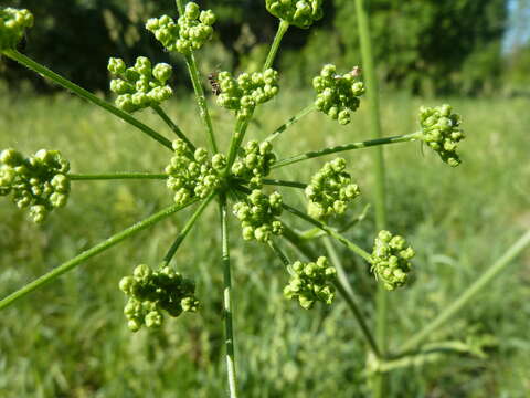 Слика од Heracleum sphondylium subsp. sibiricum (L.) Simonk.