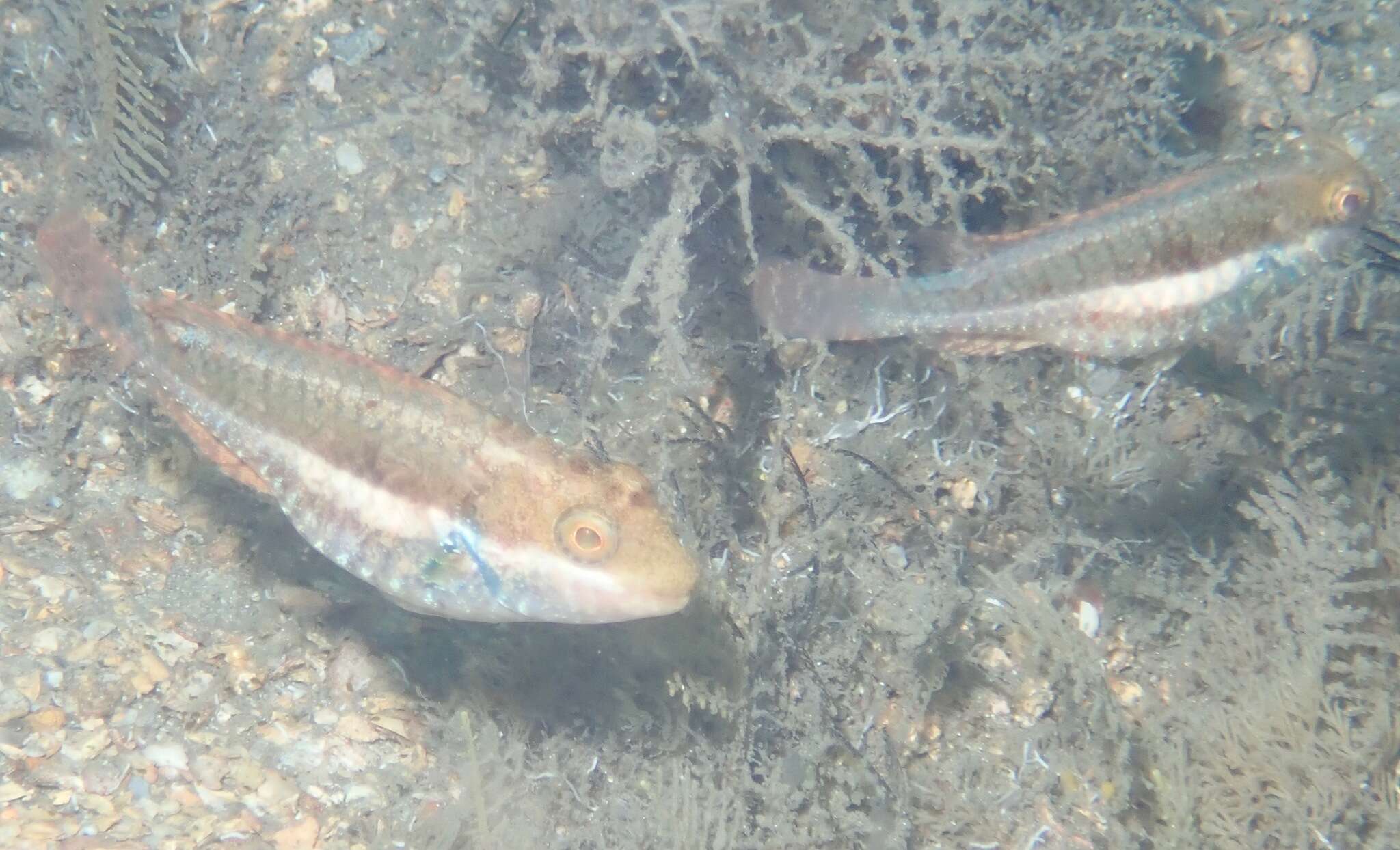 Image of Bucktooth Parrotfish