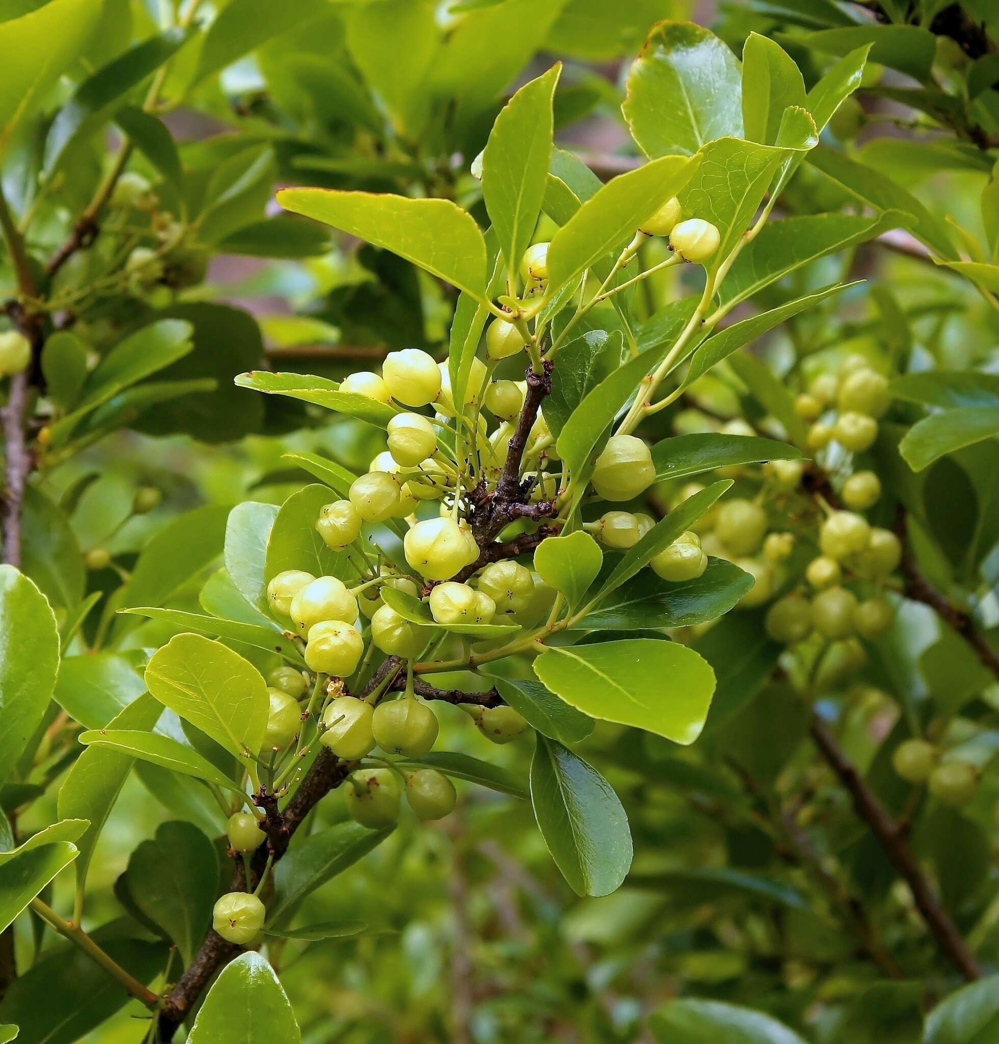 Plancia ëd Gymnosporia cassinoides (L'Hér.) Masf.