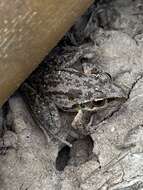 Litoria freycineti Tschudi 1838的圖片