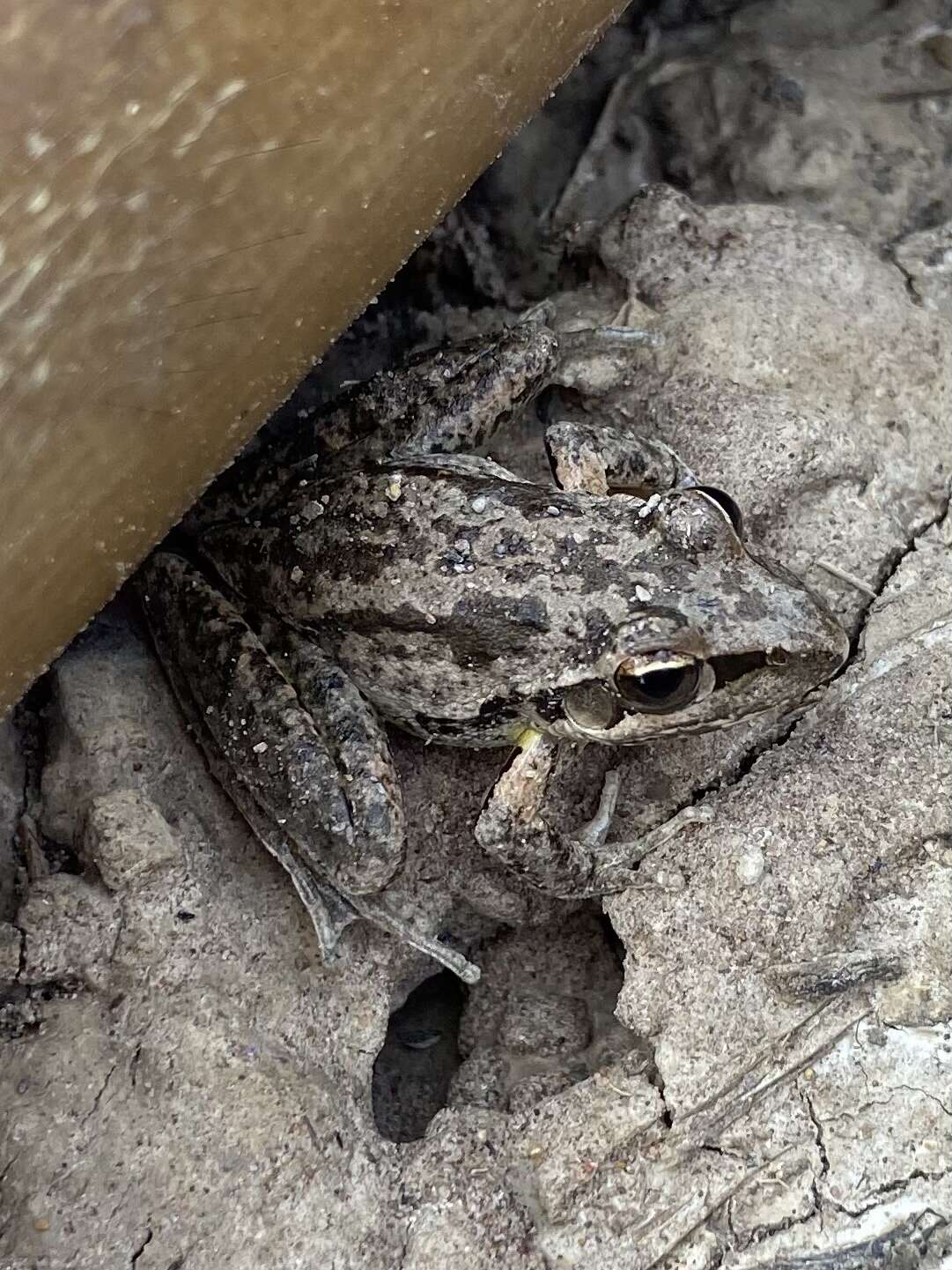 Imagem de Litoria freycineti Tschudi 1838