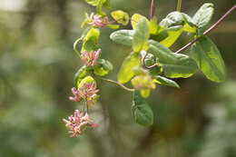 Image of pink honeysuckle