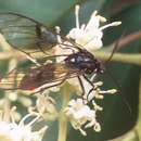 Image de Argyroeides notha Schaus 1911