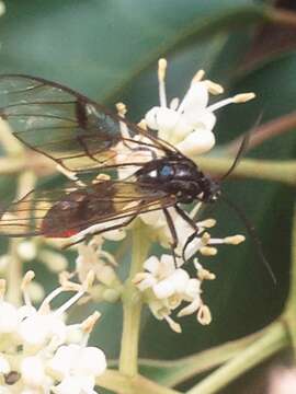 Image de Argyroeides notha Schaus 1911