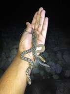 Image of Brazos Water Snake