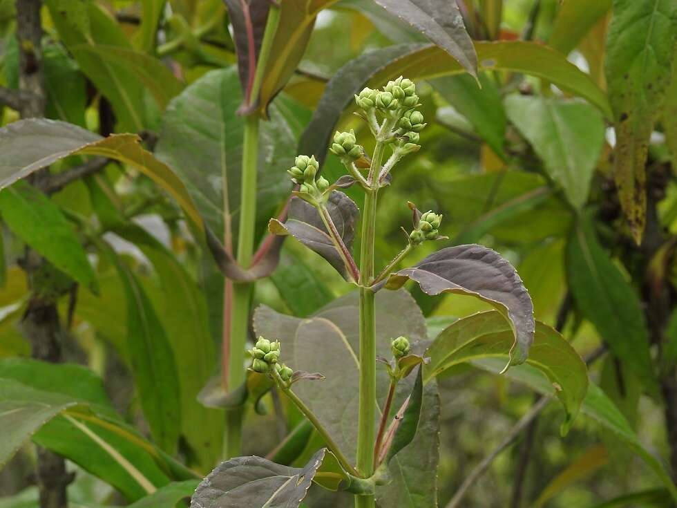 Image of Desmanthodium perfoliatum Benth.