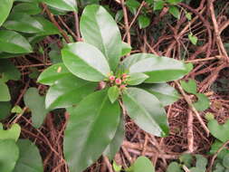 Image of Rose Cactus