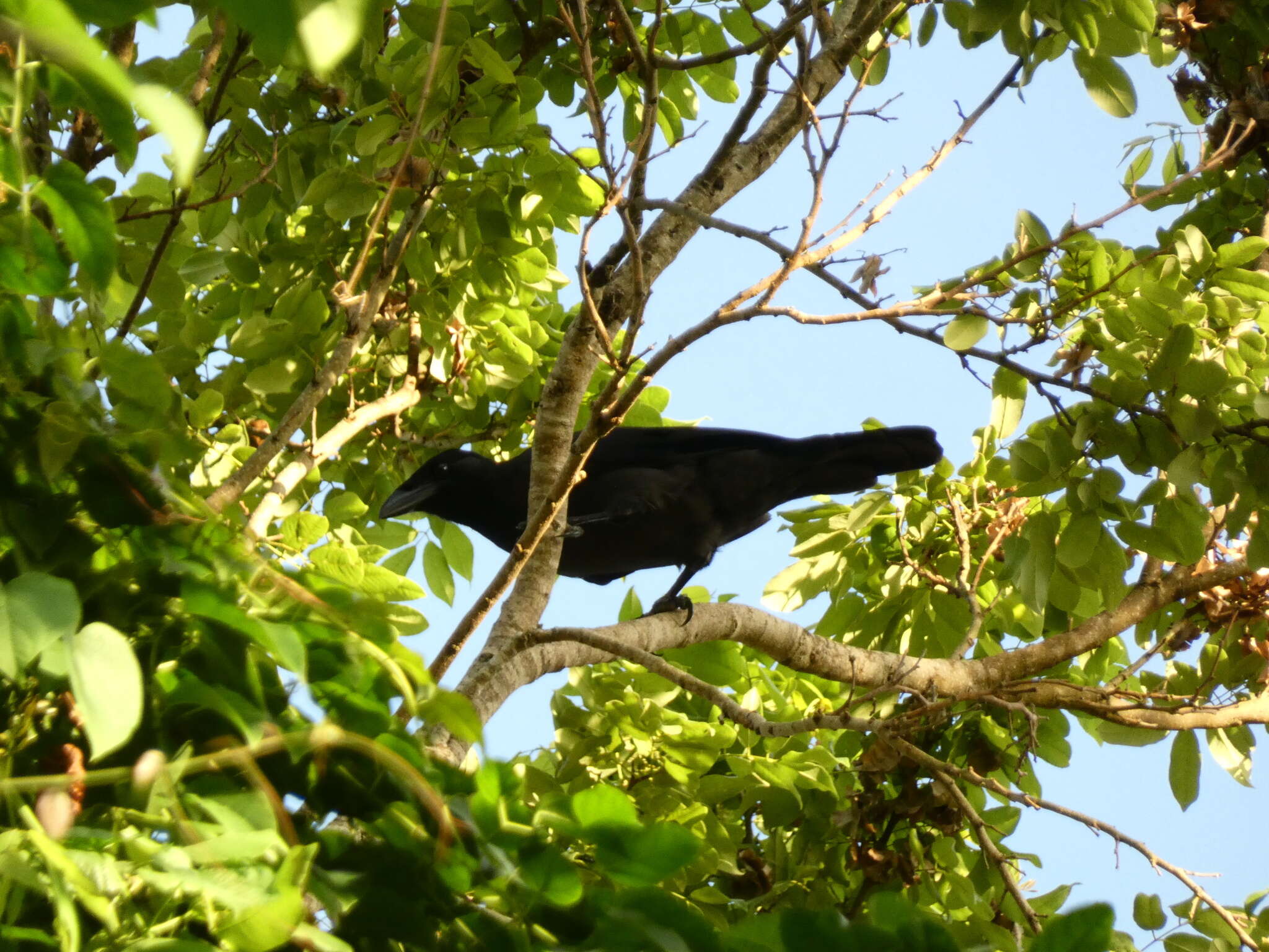 Imagem de Corvus jamaicensis Gmelin & JF 1788