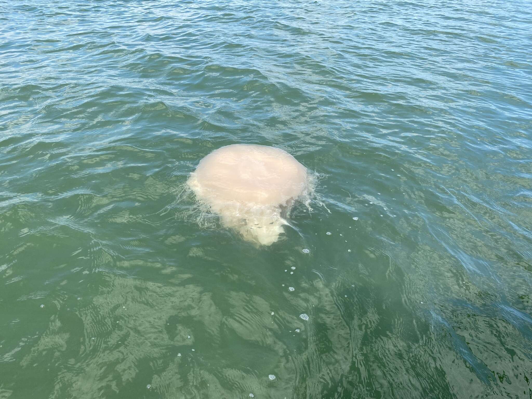 Image of larson's jellyfish