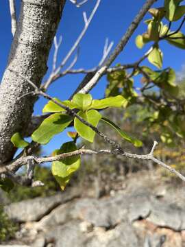 Image de Erythroxylum havanense Jacq.