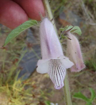 Image of African foxglove