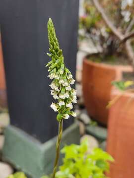 Image of Cyclopogon peruvianus (C. Presl) Schltr.