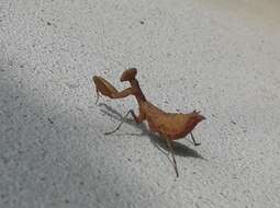 Image of European Dwarf Mantis