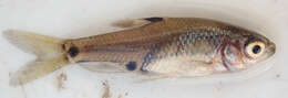 Image of Sickle barb