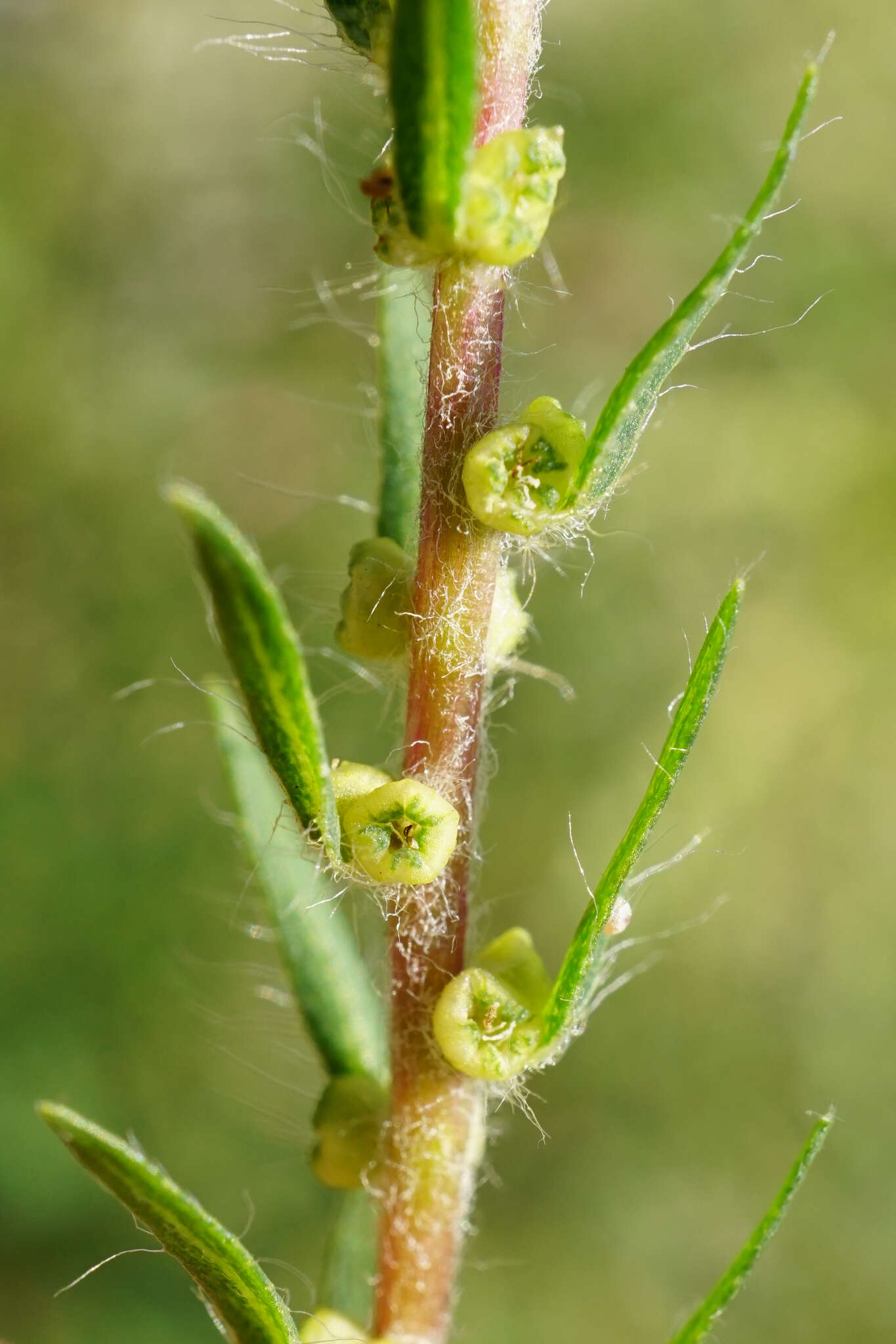 Imagem de Bassia scoparia subsp. densiflora (Turcz. ex Aellen) S. Cirujano & M. Velayos