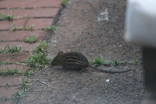 Imagem de Lemniscomys striatus (Linnaeus 1758)