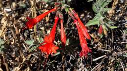 Image de Epilobium canum subsp. latifolium (Hook.) P. H. Raven