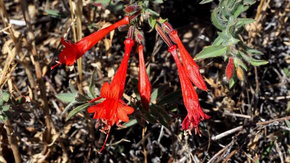 Imagem de Epilobium canum subsp. latifolium (Hook.) P. H. Raven