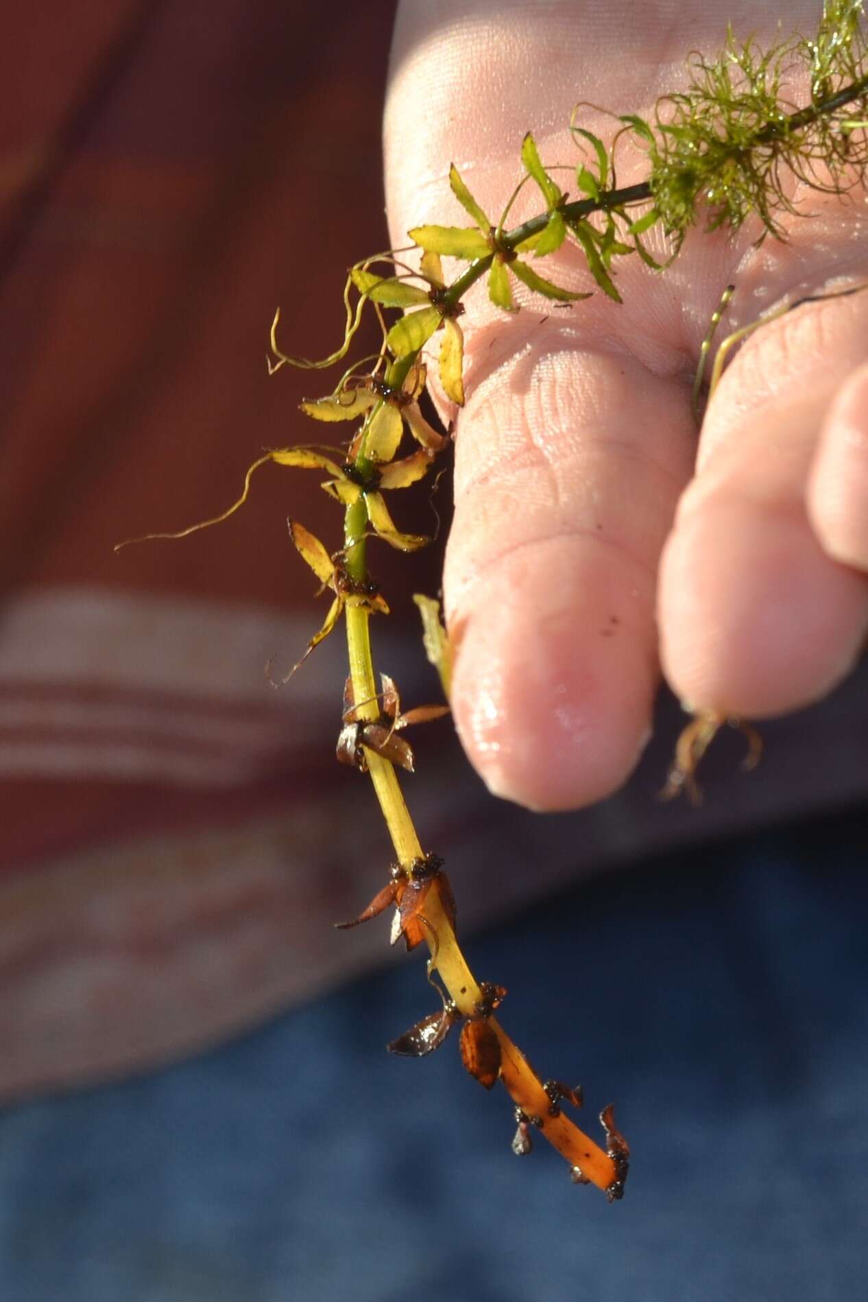 Image of twoleaf watermilfoil