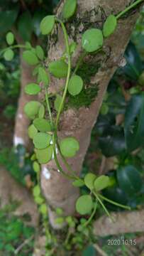 Image of Dischidia formosana Maxim.