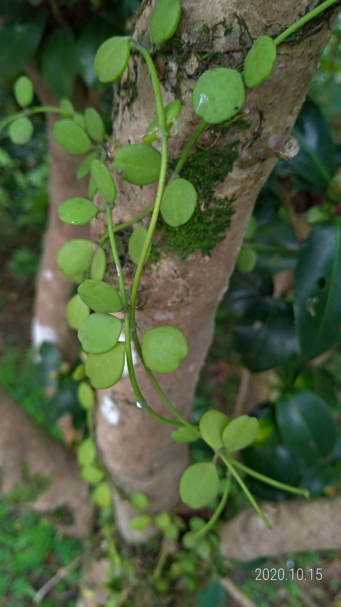 Image of Dischidia formosana Maxim.