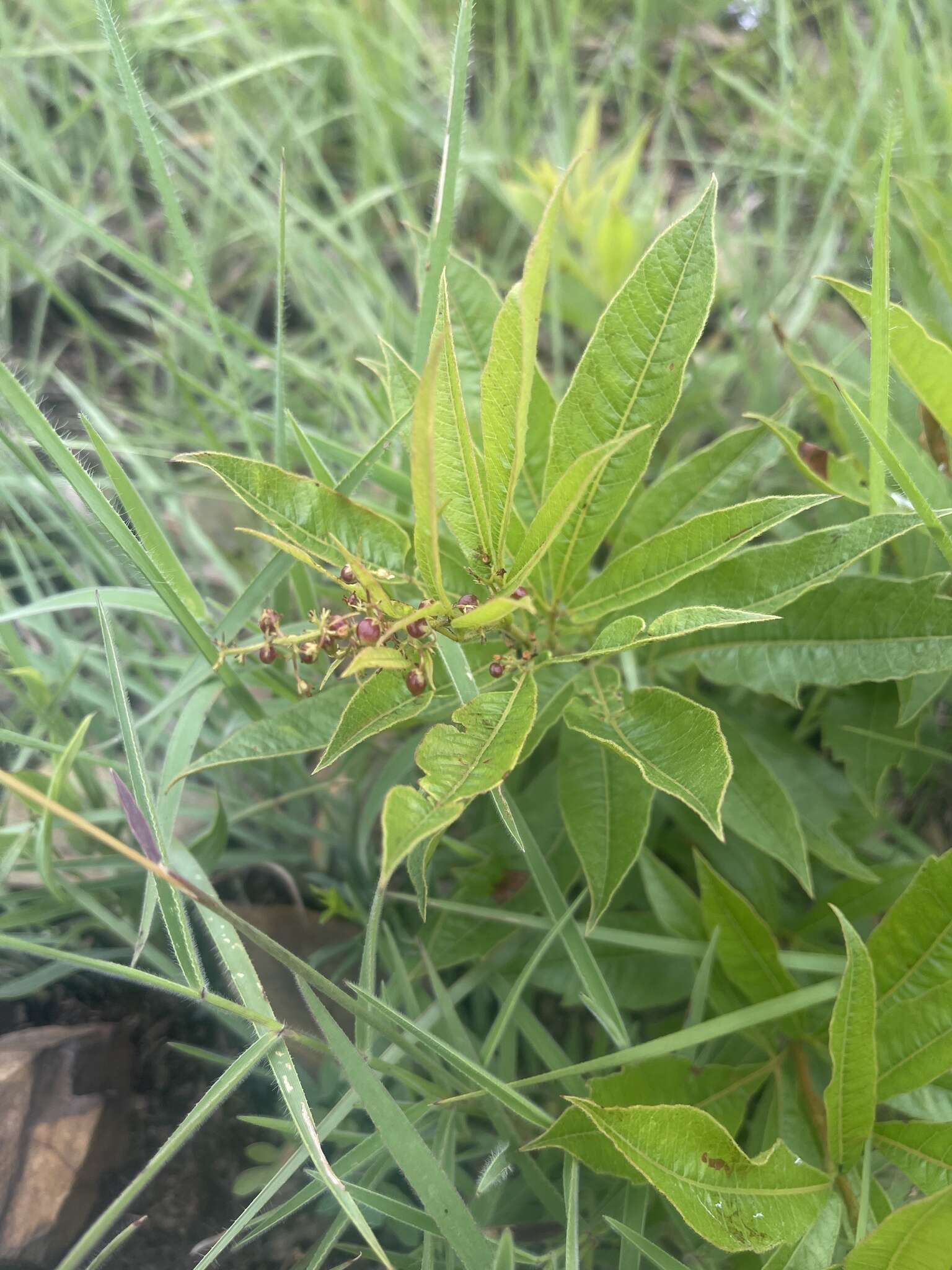 Image of Searsia harveyi (Moffett) Moffett