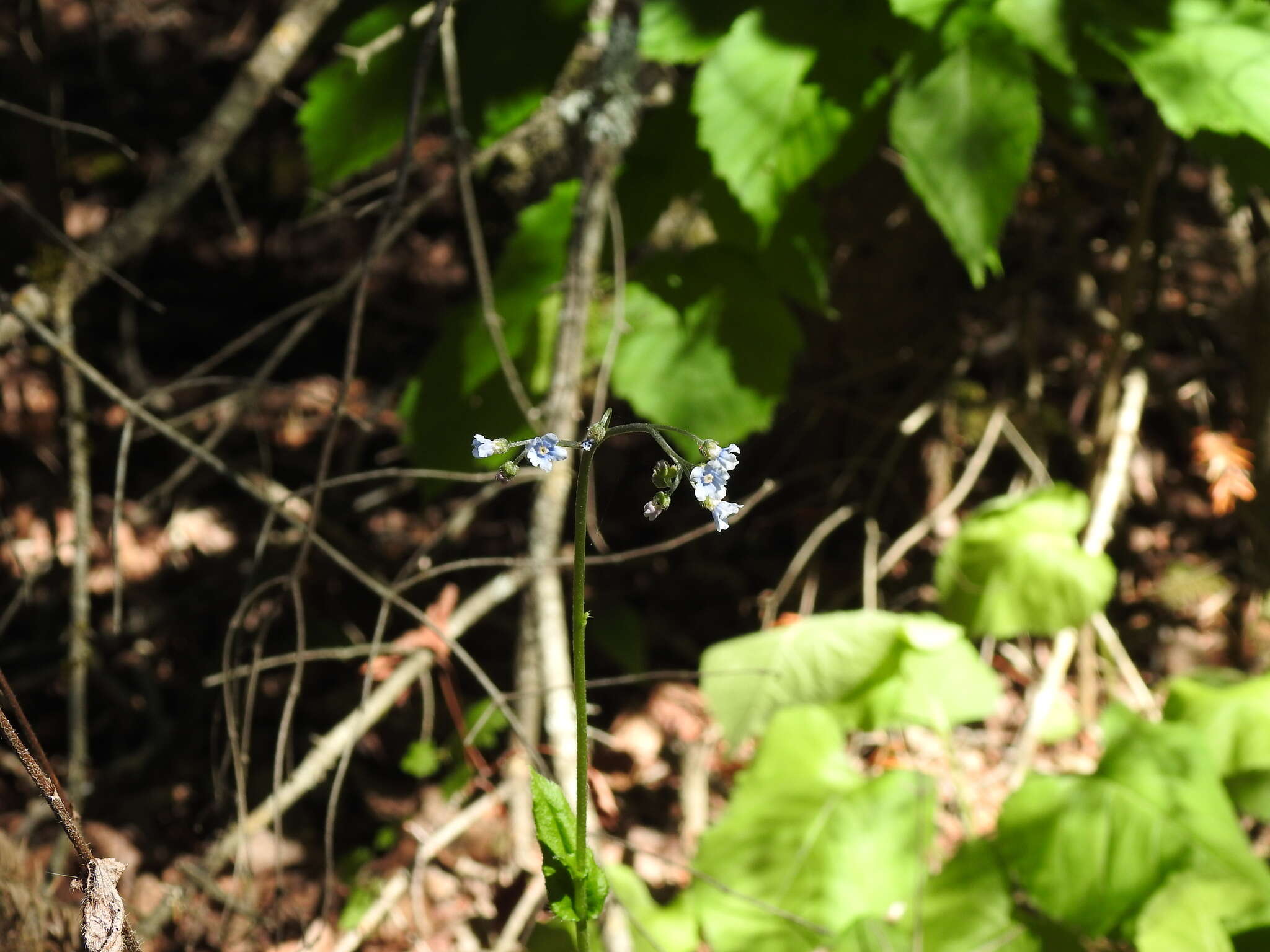 Andersonglossum boreale (Fernald) J. I. Cohen的圖片