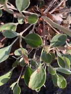 Image of sulphur-flower buckwheat