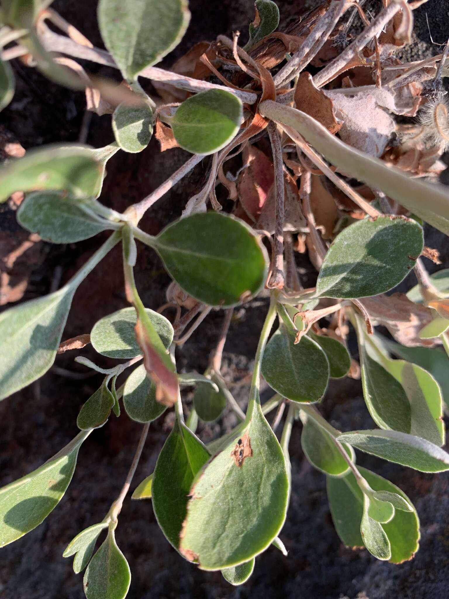 Image de Eriogonum umbellatum var. ellipticum (Nutt.) J. L. Reveal