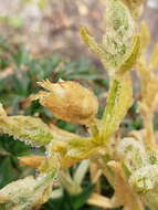 Image of Cerastium mollissimum Poir.