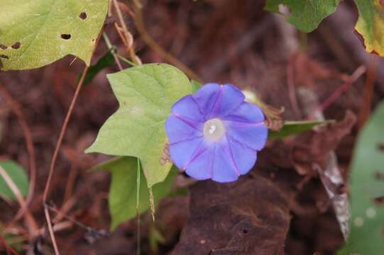 Image of whiteedge morning-glory