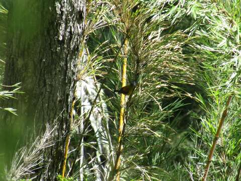 Image of Patagonian Sierra Finch