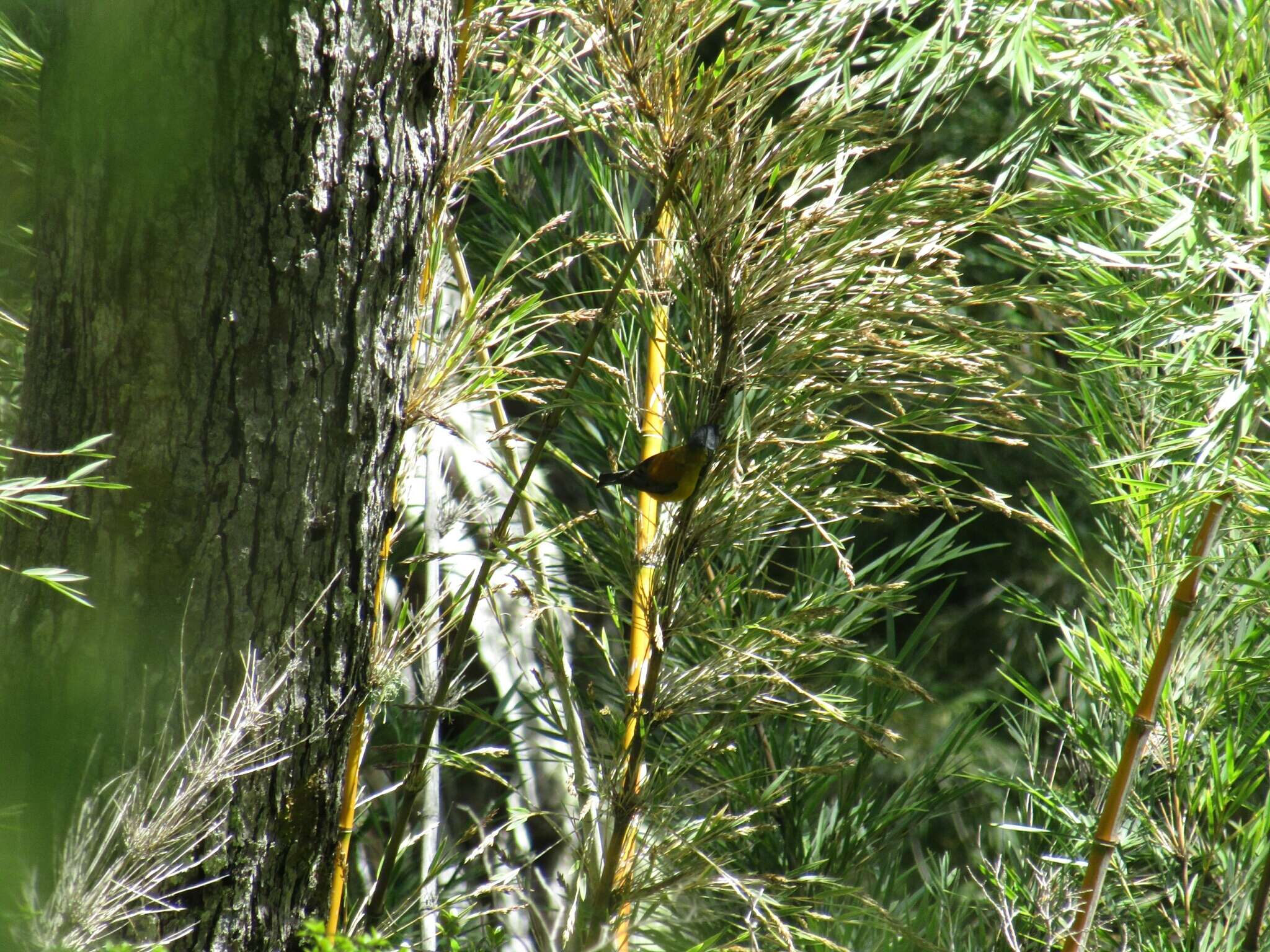 Image of Patagonian Sierra Finch